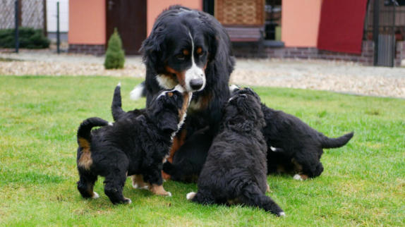 Maximus von der Holstenau