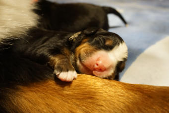 Im Arm von Mama schläft es sich am besten