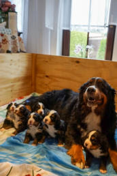 Unser S-Wurf mit 3 Wochen