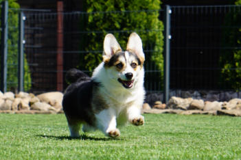Oakwood Golden Kalea alias Kiri