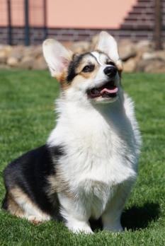 Oakwood Golden Kalea alias Kiri