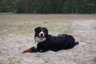 Kora vom Ritter Kolz
