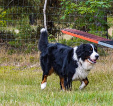 Murphy vom Ritter Kolz