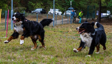 Pure Lebensfreude: Only Gismo & Murphy vom Ritter Kolz