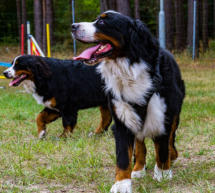 Monsieur Rudi vom Ritter Kolz & im Hintergrund Pranka-Shiva