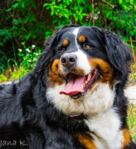 Nala vom Ritter Kolz