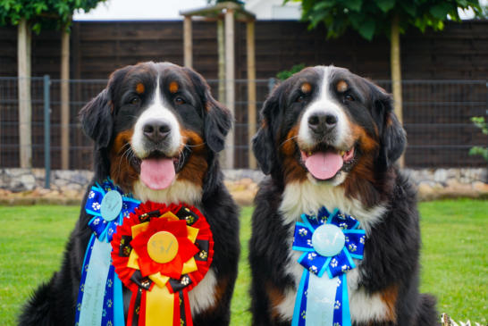 links: Pina Wolly vom Ritter Kolz - Best of Breed, rechts: Rieke von de Wildenhayn - Best Veteran in Show