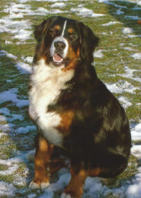 Cora vom Ritter Kolz