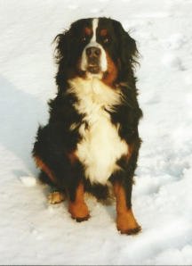 Nelly vom Colmbergwäldchen