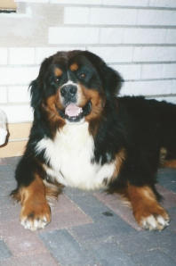 Astor am Roten Berg