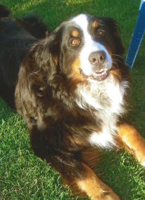 Adele vom Ritter Kolz