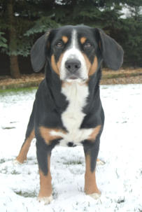 Amber vom Spechtwald